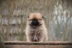 Dwergkeesjes, Pomeriaantjes, Pomeriaan, Dieren en Toebehoren, Parvo, België, Keeshond, 8 tot 15 weken