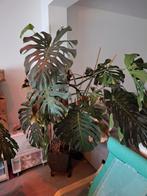 Monstera deliciosa 2m20 avec pot, Autres espèces, En pot, Enlèvement, 200 cm ou plus