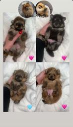 Pomerianian pups, Particulier, Autres races, Plusieurs animaux, 8 à 15 semaines