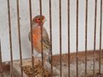 Rood agaat mozaïek kanaries - mannetjes, Dieren en Toebehoren, Vogels | Kanaries, Mannelijk, Kleurkanarie