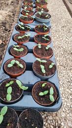 BİO komkommerplanten per plant voor 1 euro, Tuin en Terras, Planten | Tuinplanten, Ophalen