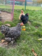 Krielkipjes cochin, Dieren en Toebehoren, Pluimvee, Vrouwelijk, Kip