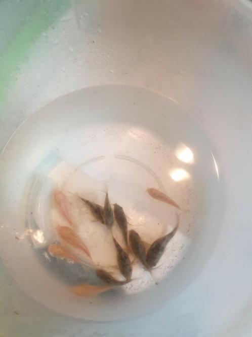 Te koop dringend wegens verhuizing  !!, Dieren en Toebehoren, Vissen | Aquariumvissen