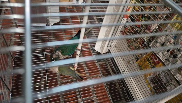 Pyrrhura molinae, Dieren en Toebehoren, Vogels | Parkieten en Papegaaien, Parkiet, Meerdere dieren, Geringd