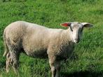 Beau mouton, agneau, magnifique, Animaux & Accessoires, Mouton, Femelle, 0 à 2 ans