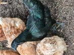 Ayam cemani, Dieren en Toebehoren, Pluimvee, Meerdere dieren, Kip