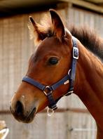 Hengstenveulen GUNSTIG GEPRIJSD, Dieren en Toebehoren, Paarden, Springpaard, Minder dan 160 cm, Gechipt, 0 tot 2 jaar