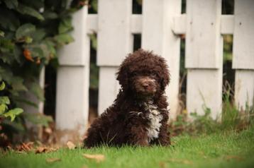 Italiaanse Waterhond - medium hypo-allergene hond beschikbaar voor biedingen