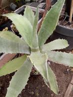 grote agave met veel scheuten, Tuin en Terras, Planten | Tuinplanten, Ophalen