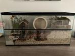 Hamsterkooi van glas kopen - hamster terrarium, 75 à 110 cm, Enlèvement ou Envoi, Moins de 60 cm, Hamster