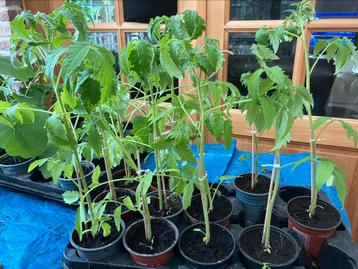 Plantjes ( pompoen, courgette en coeur de boeuf ), Ophalen, Groenteplanten