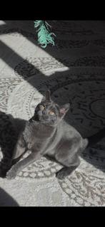 Chat britannique, Enlèvement ou Envoi