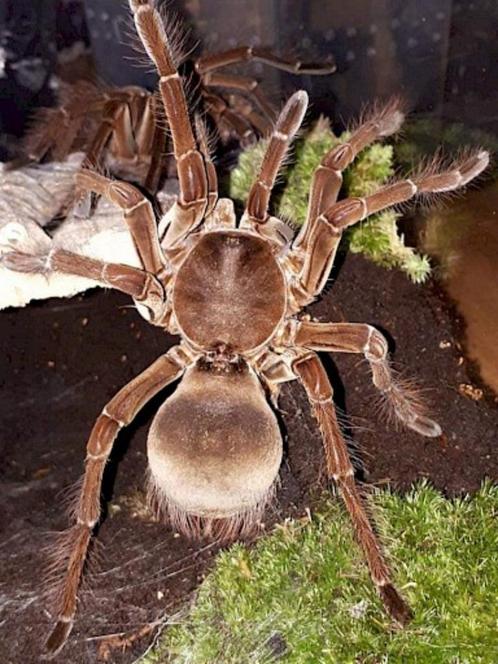 Volwassen Theraphosa stirmi man, Dieren en Toebehoren, Insecten en Spinnen