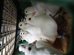 Trouwduiven  10 euro  per  stuk. Laatse  stuks, Dieren en Toebehoren, Vogels | Duiven