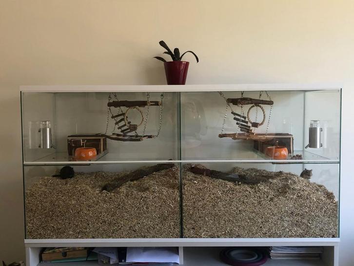 Uitneembaar tussenschot van glas voor Gerbilarium - 2 hokken, Dieren en Toebehoren, Knaagdieren en Konijnen | Hokken en Kooien