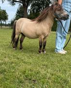 Shetlander stamboek hengst, Dieren en Toebehoren, Paarden
