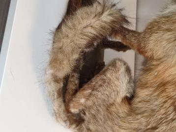 Opgezette vos 54cm beschikbaar voor biedingen