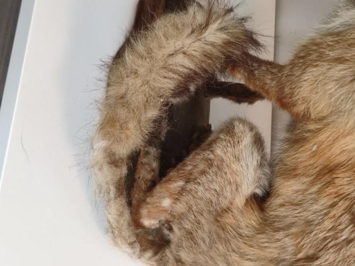 Opgezette vos 54cm, Verzamelen, Dierenverzamelingen, Gebruikt, Opgezet dier, Wild dier, Ophalen of Verzenden