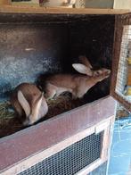 Belgische haaskonijnen., Dieren en Toebehoren, Meerdere dieren, Middelgroot, 0 tot 2 jaar