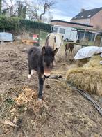 Muil dier merry, Dieren en Toebehoren, Schapen, Geiten en Varkens