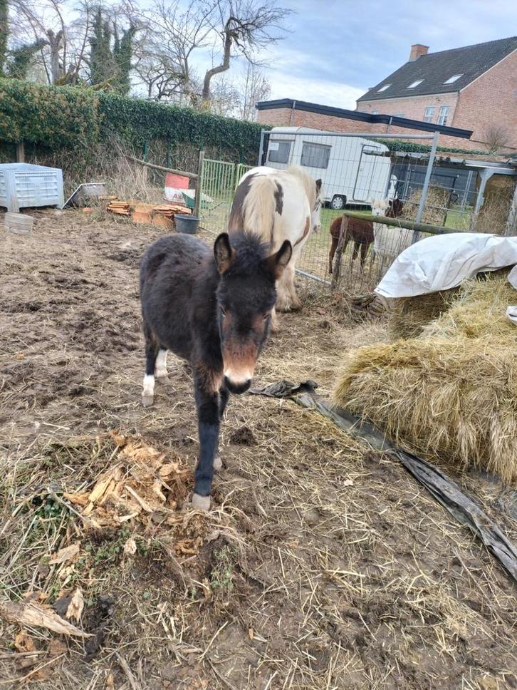 Muil dier merry, Dieren en Toebehoren, Schapen, Geiten en Varkens