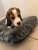 Lieve beagle pup, Dieren en Toebehoren, Honden | Niet-rashonden, België, 8 tot 15 weken, Geslacht onbekend, Meerdere