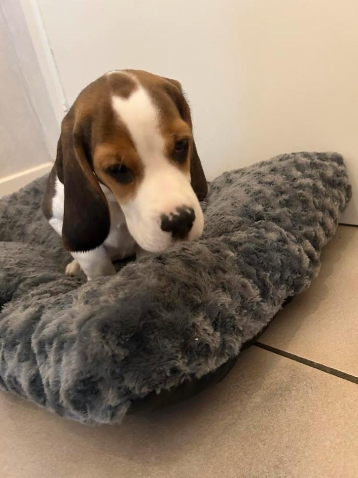 Lieve beagle pup, Dieren en Toebehoren, Honden | Niet-rashonden, Geslacht onbekend, Fokker | Professioneel, Meerdere, België, 8 tot 15 weken