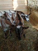 dieren , dwerggeiten ., Boeken, Dieren en Huisdieren, Ophalen, Overige diersoorten