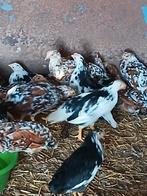 Leghorn porselein haantjes, Dieren en Toebehoren, Mannelijk, Kip