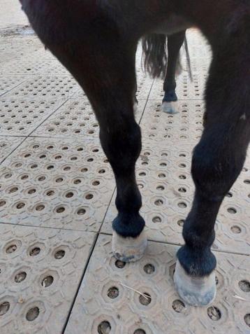 Mudmodder ideaal voor droge paddock platen paard pony beschikbaar voor biedingen