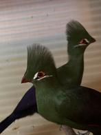Toerako persa persa, Dieren en Toebehoren, Vogels | Overige Vogels, Vrouwelijk, Tropenvogel, Geringd