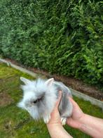 Konijntjes - leeuwekopjes, Klein