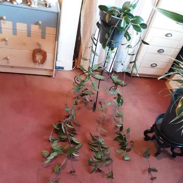 Heel lange klimplant hangplant Wasbloem Hoya Carnosa  beschikbaar voor biedingen