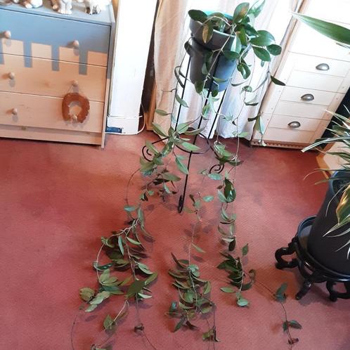 Heel lange klimplant hangplant Wasbloem Hoya Carnosa, Huis en Inrichting, Kamerplanten, 200 cm of meer, Bloeiende kamerplant, In pot