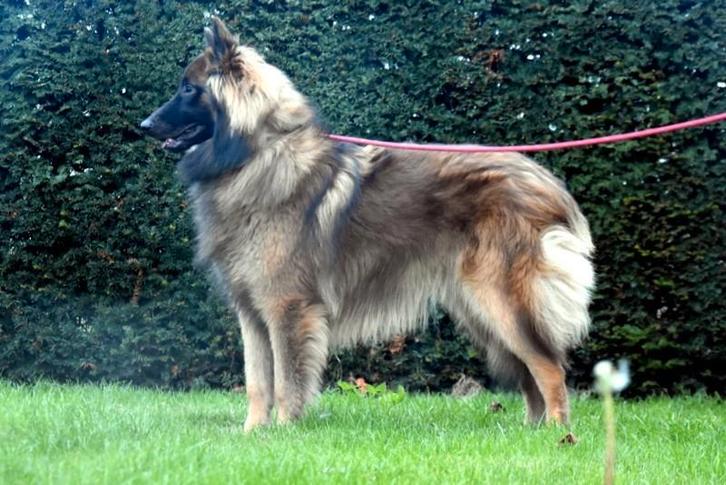 Prachtige Tervurense Herder herplaatser, Dieren en Toebehoren, Honden | Herdershonden en Veedrijvers, Reu, Herder, Fokker | Professioneel