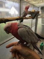 Rosé kaketoe, Dieren en Toebehoren, Vogels | Parkieten en Papegaaien, Tam