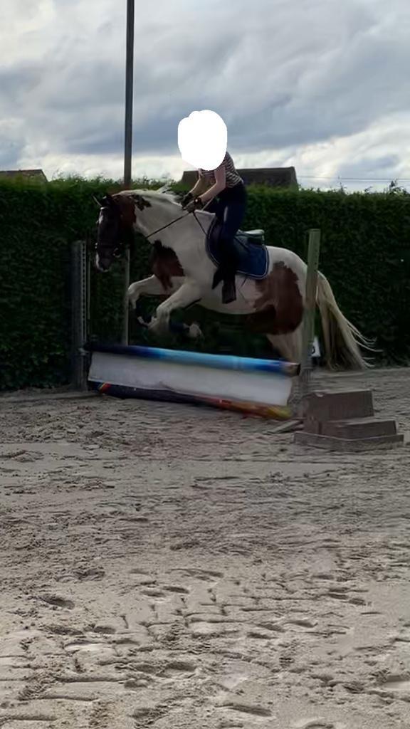 Halve stal, Dieren en Toebehoren, Pony's, Ruin, L, E pony (1.48m - 1.57m), 7 tot 10 jaar, Met stamboom, Gechipt, Ontwormd, Ingeënt