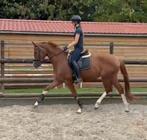 3 jarige merrie van Kozinsky, Jument, Débourré