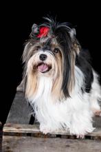 Bébés biewer Yorkshire à réserver, Dieren en Toebehoren, Yorkshire Terriër, België, Fokker | Hobbymatig, 8 tot 15 weken