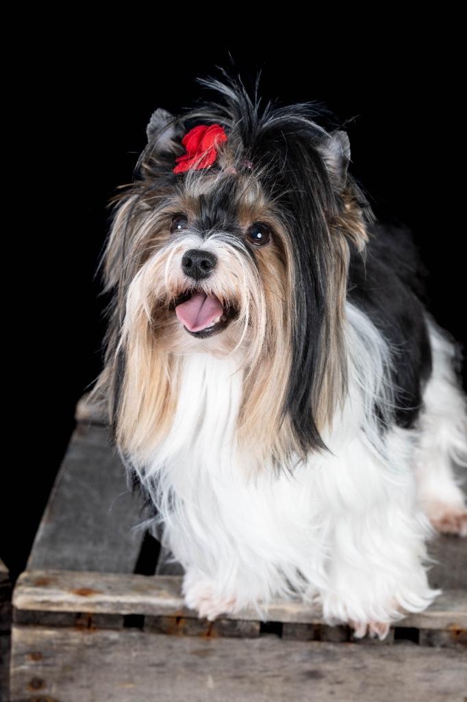 Bébés biewer Yorkshire à réserver, Dieren en Toebehoren, Honden | Jack Russells en Terriërs, Meerdere dieren, Yorkshire Terriër
