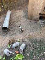 Dwergkonijnen, Dieren en Toebehoren, Meerdere dieren, Dwerg, 0 tot 2 jaar