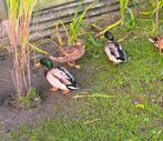 2 femelles 3 mâles  canard colvert, Animaux & Accessoires