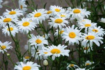 Leucanthemum Becky (margriet)			 beschikbaar voor biedingen