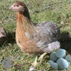 top kwaliteit araucana legklaar 4+1 GRATIS 100% hennen, Dieren en Toebehoren, Vrouwelijk, Kip