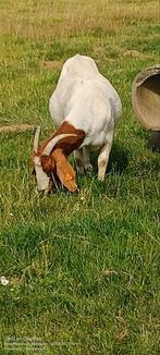 Boergeit met bokkenlam, Dieren en Toebehoren, Schapen, Geiten en Varkens