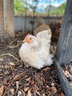 Cochin- krulveer kriel kippen jonge hennen beschikbaar, Animaux & Accessoires, Volatiles, Poule ou poulet, Femelle