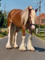 Prachtige irish cob tinker ruin, Dieren en Toebehoren, Ruin, 3 tot 6 jaar, L, Gechipt