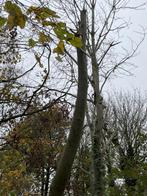 Gratis brandhout van esdoorn, boom zelf te vellen, Tuin en Terras, Brandhout, Ophalen