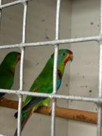 Couple Perruche de Swift, Dieren en Toebehoren, Parkiet, Geringd