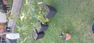 Ronde de bordeaux vijgenbomen , vijgenplanten beschikbaar voor biedingen